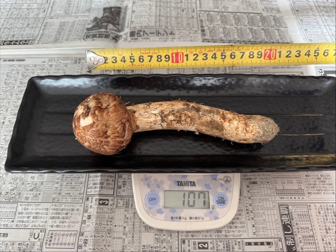 松茸　北海道　600g 国産