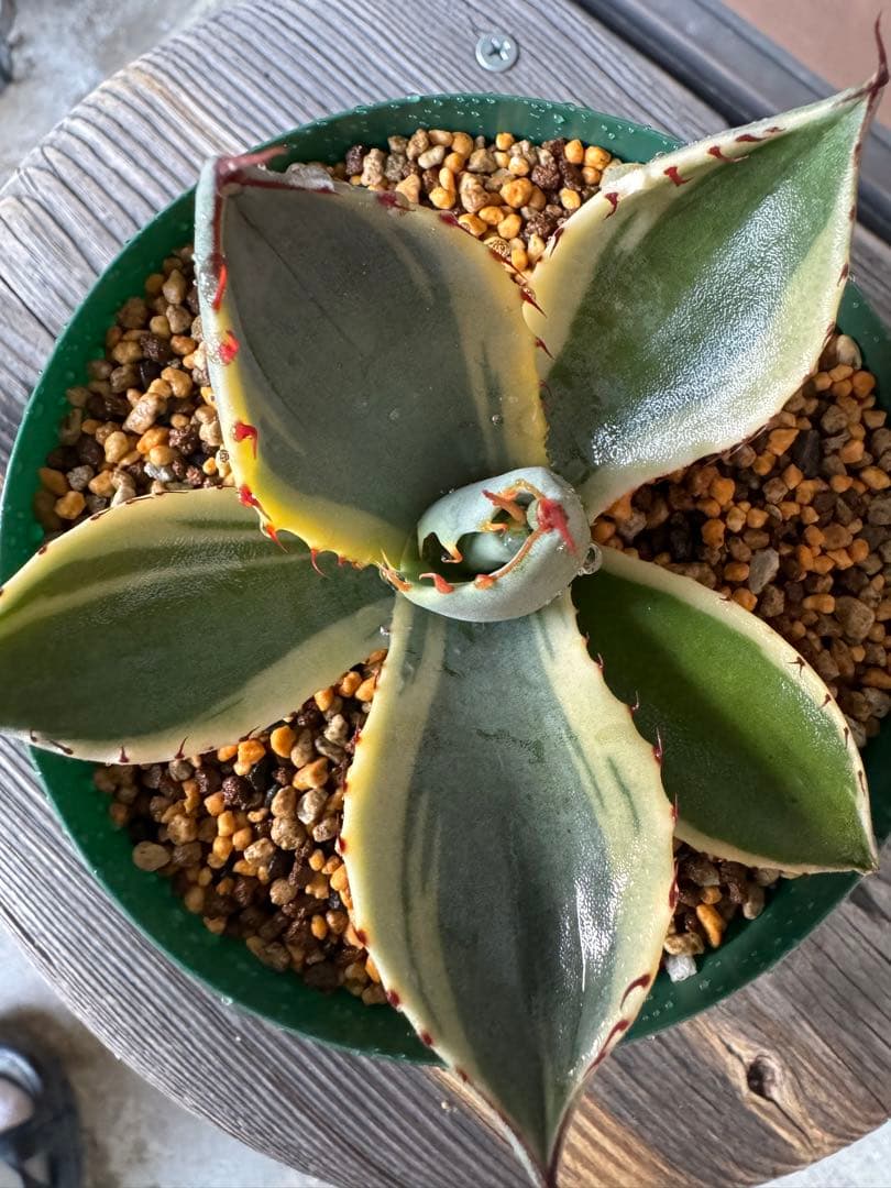 アガベ Agave parryi var. truncata 'Orizaba' 198