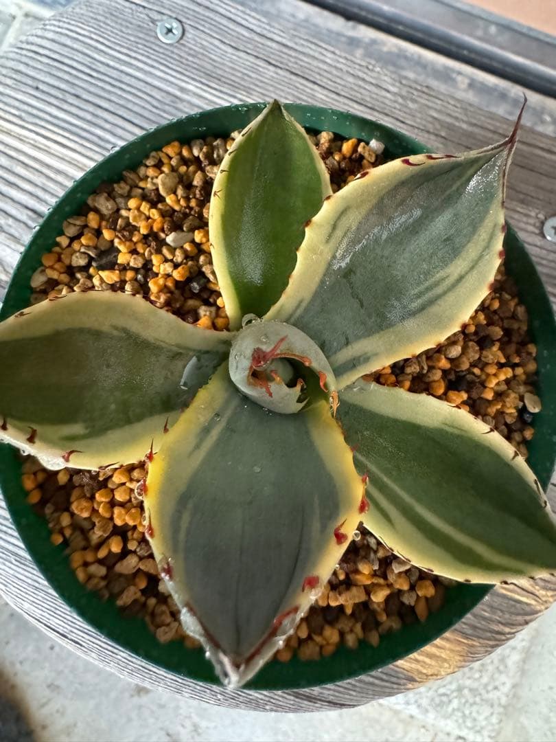 アガベ Agave parryi var. truncata 'Orizaba' 198