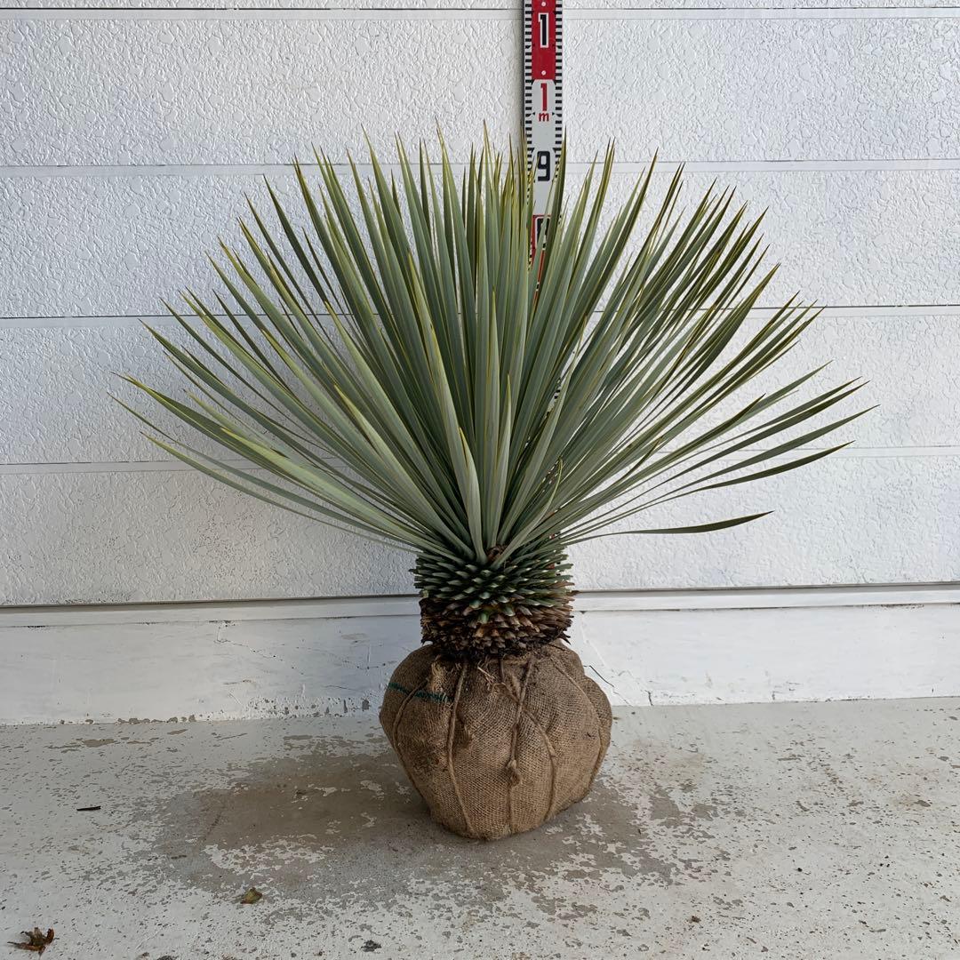 幹太　ユッカ　ロストラータ　【耐寒性/ドライガーデン/ロックガーデン 】31