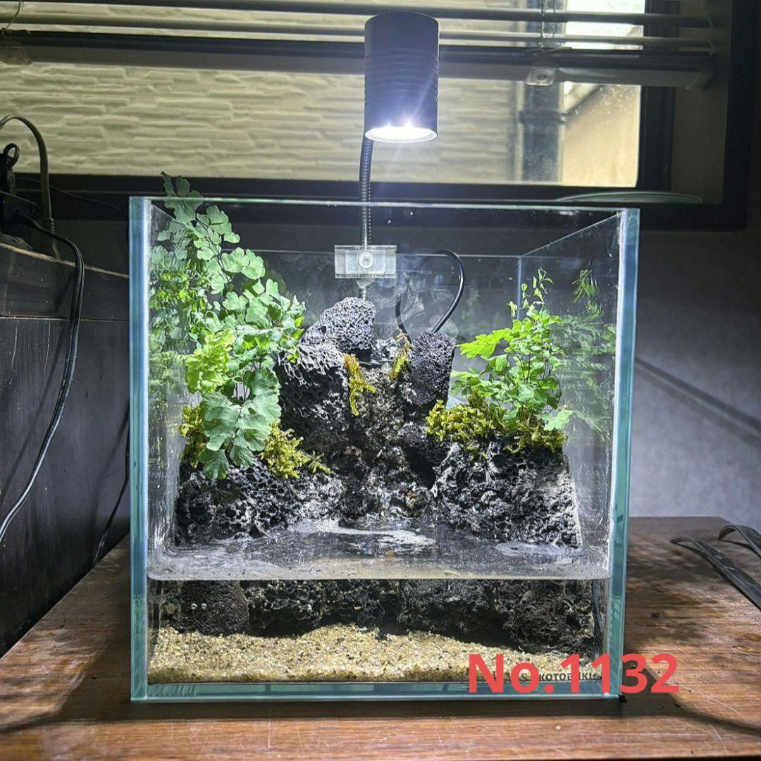 滝の流れるアクアテラリウム　イモリウム　No.1132