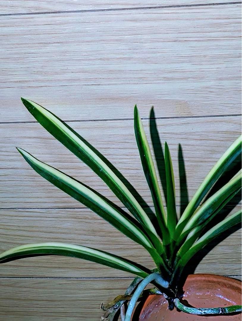 富貴蘭「翡翠の縞」開花株