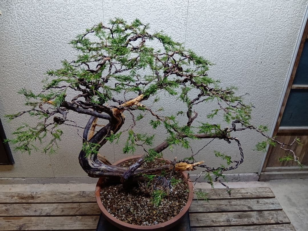 糸魚川真柏　大品‼️引き取り限定‼️