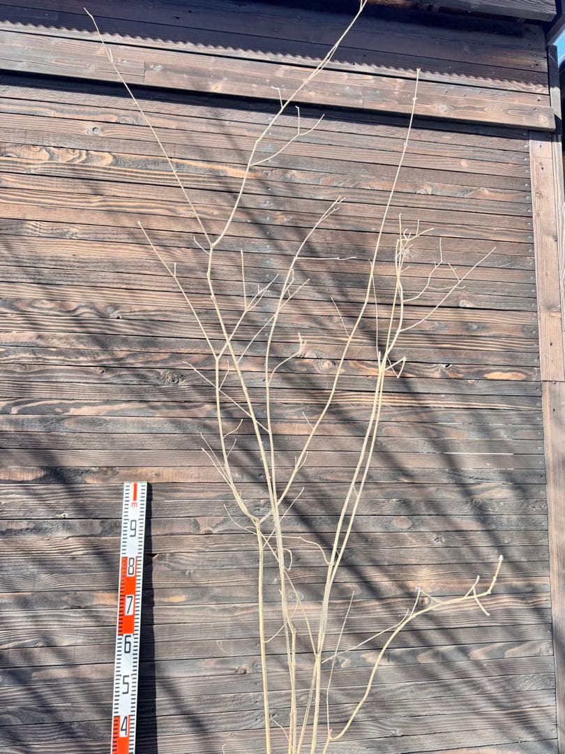 アオダモ/株立ち/自生山採り【現品発送】管理80016