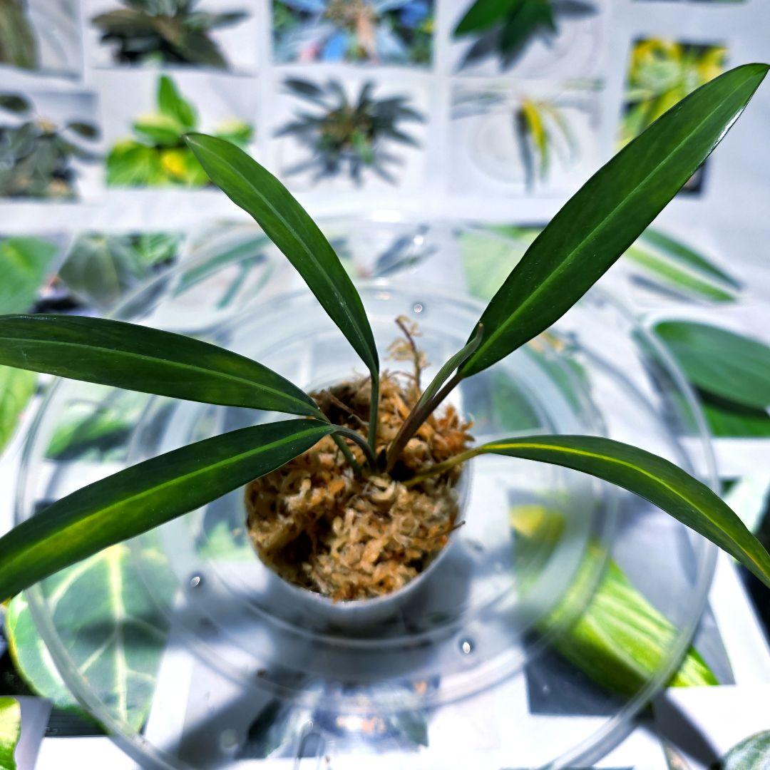 熱帯植物　ガランサルムsp.シンタン　赤脈