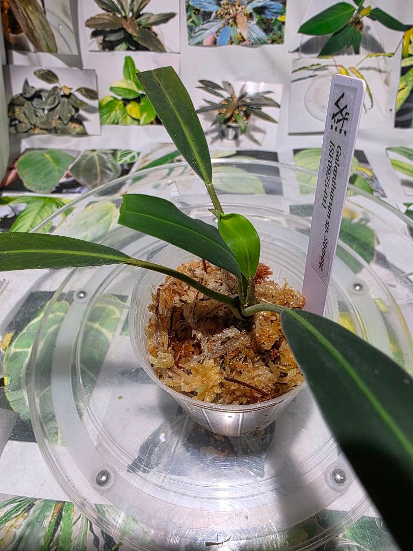 熱帯植物　ガランサルムsp.シンタン　赤脈