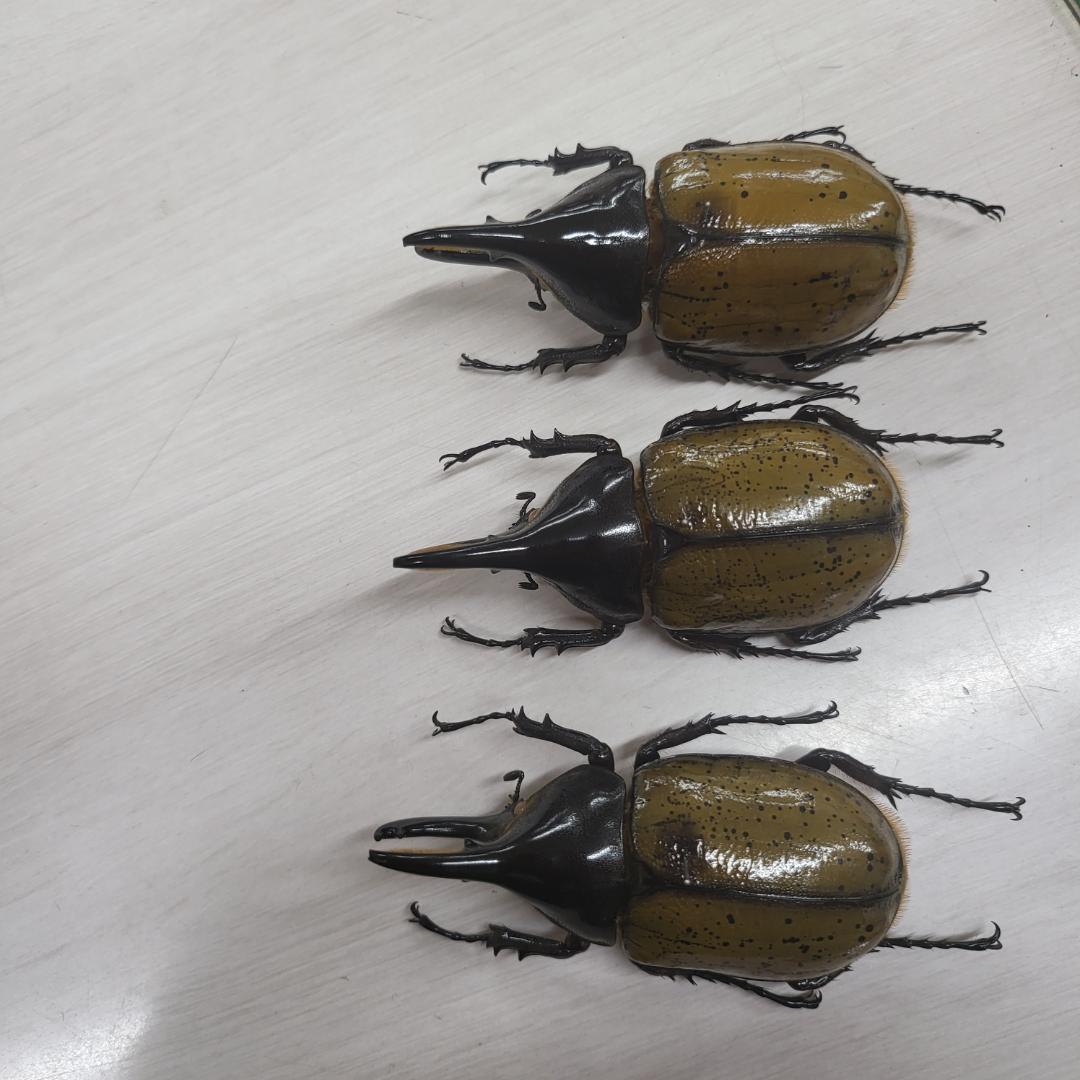 コレクションシリーズセスジタカネミナミカブト-2