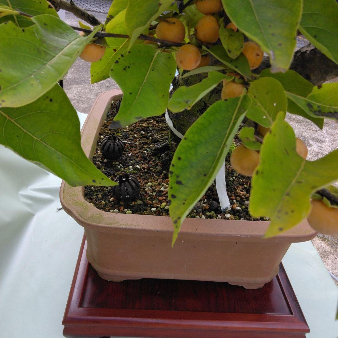 信濃柿（豆柿)大品盆栽です。実なり。黒松、赤松、五葉松盆栽 引き取り限定