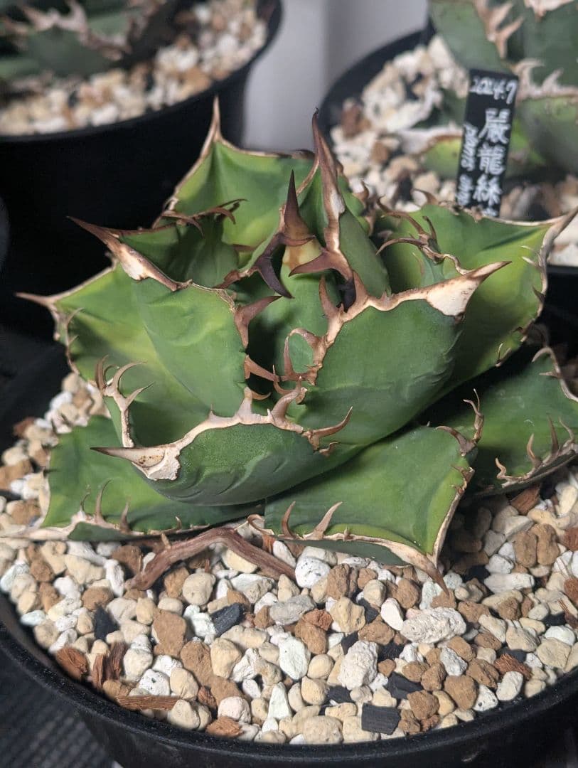 アガベ　嚴龍絲縞斑　子株　Lize血統　①
