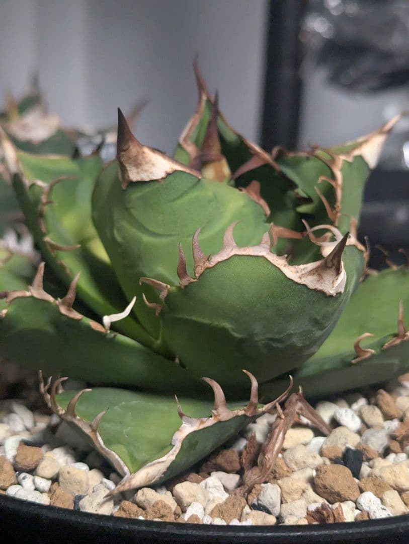 アガベ　嚴龍絲縞斑　子株　Lize血統　①