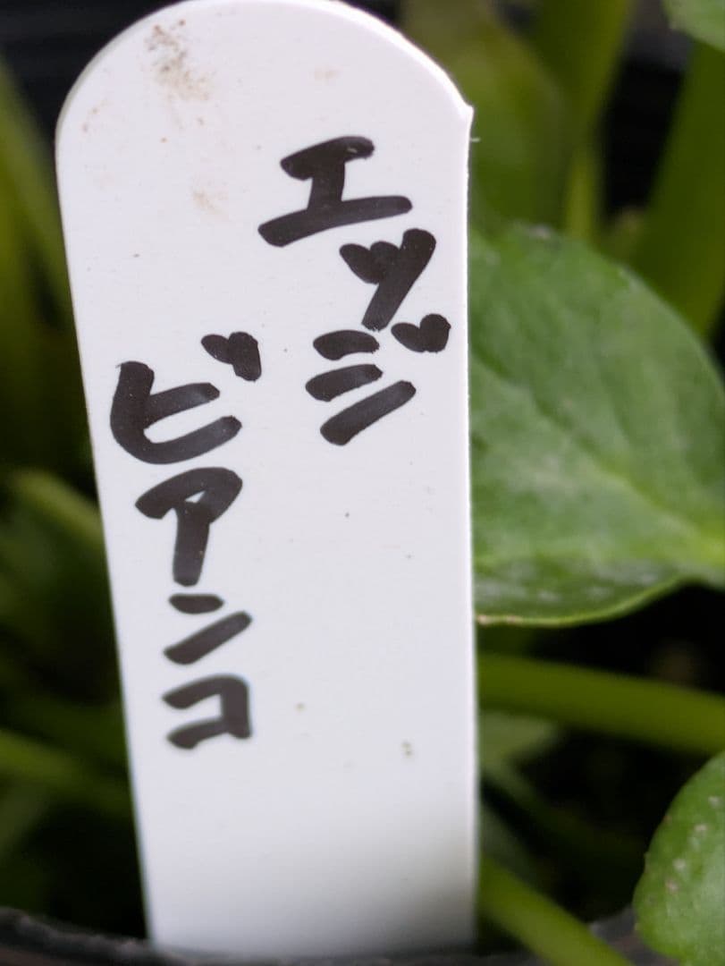 ♡みあり様♡13周年感謝価格✨✨