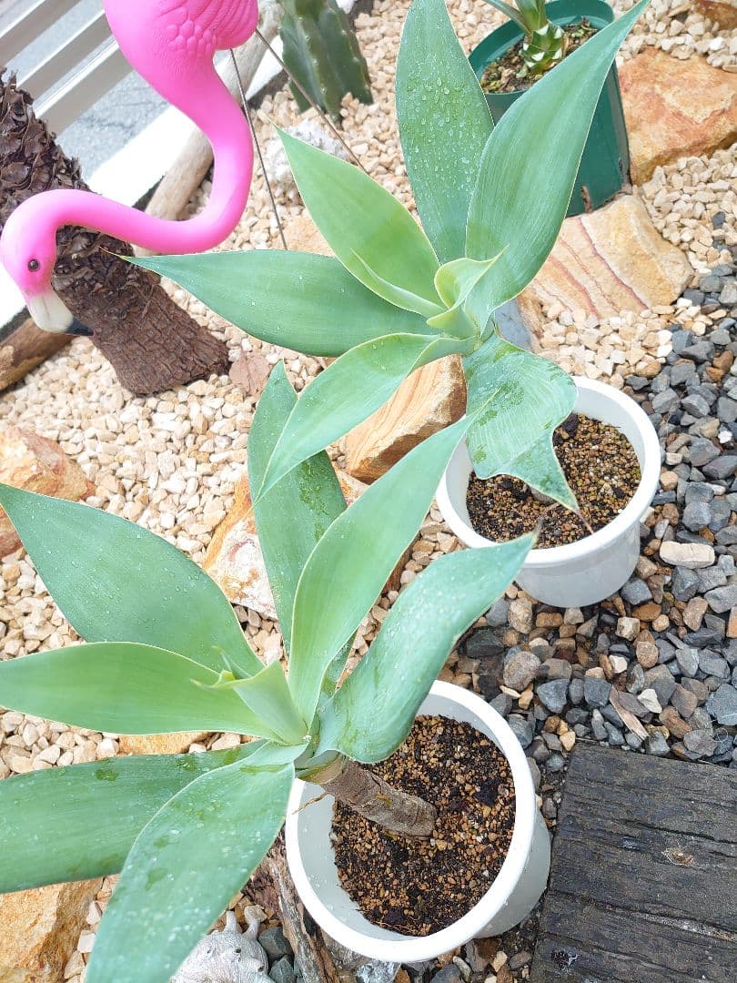 アガベ アテナータ ２株セット