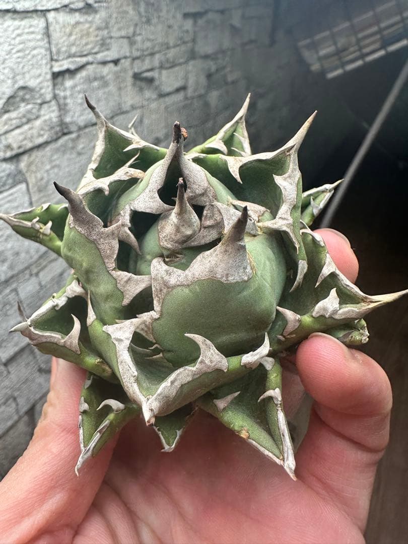 【アガベ】姫厳竜　ベアルート