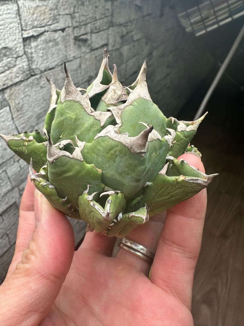 【アガベ】姫厳竜　ベアルート