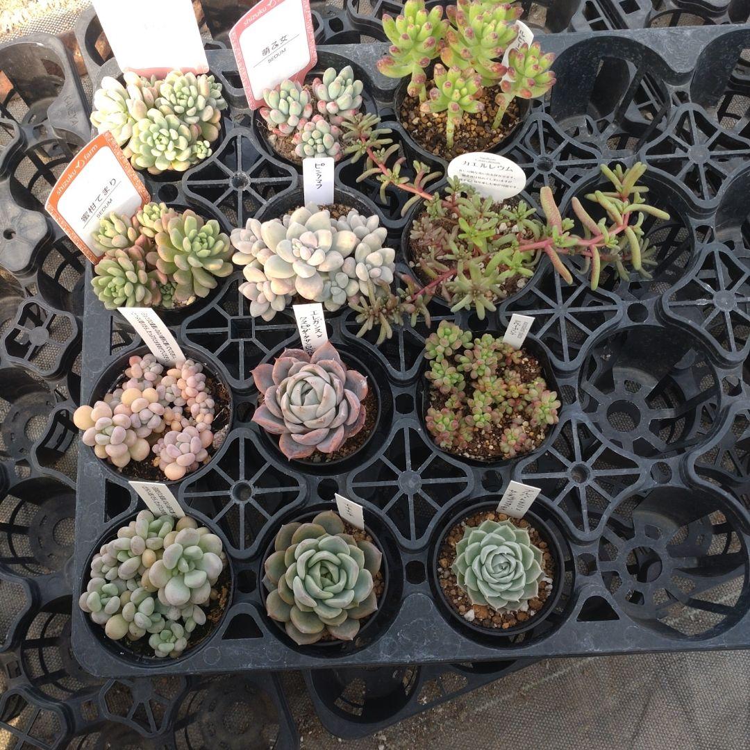 追加検討中 まめちゃんさん専用