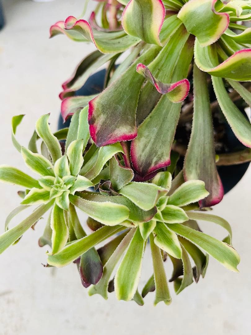 アエオニウム　紫浪　＃1516 脇枝8個あり メルカル便発送