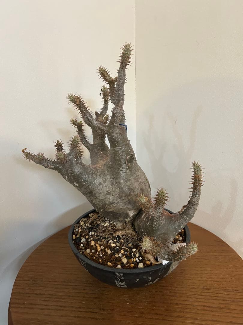 パキポディウム マカイエンセ 3頭 赤肌