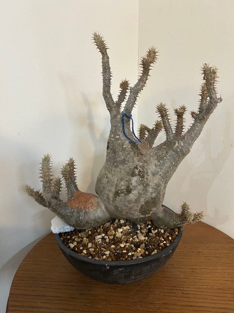 パキポディウム マカイエンセ 3頭 赤肌