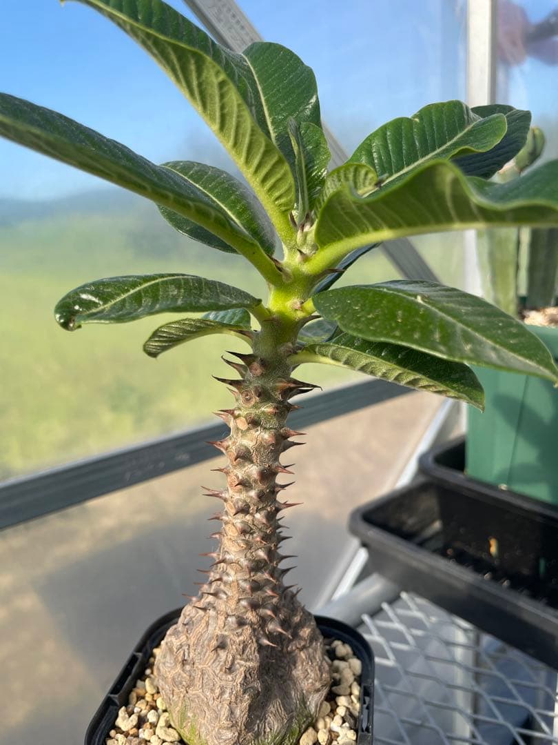 【自家栽培・実生】パキポディウム ウィンゾリー