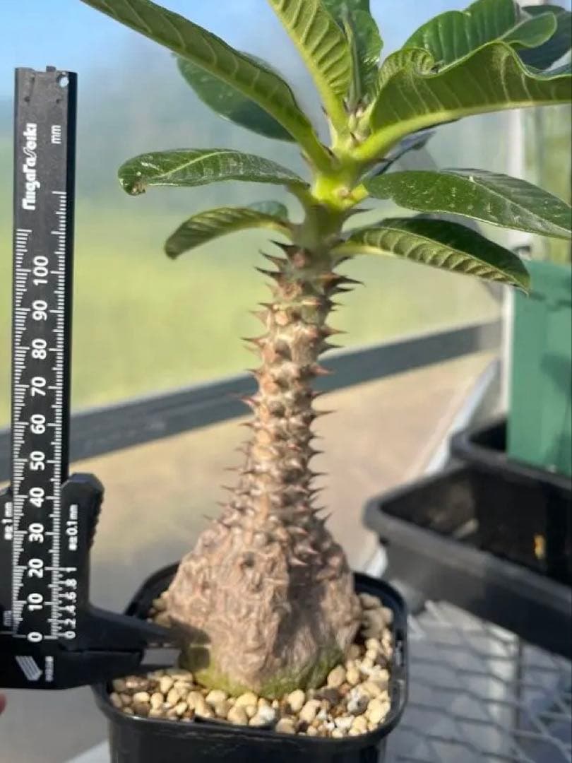 【自家栽培・実生】パキポディウム ウィンゾリー