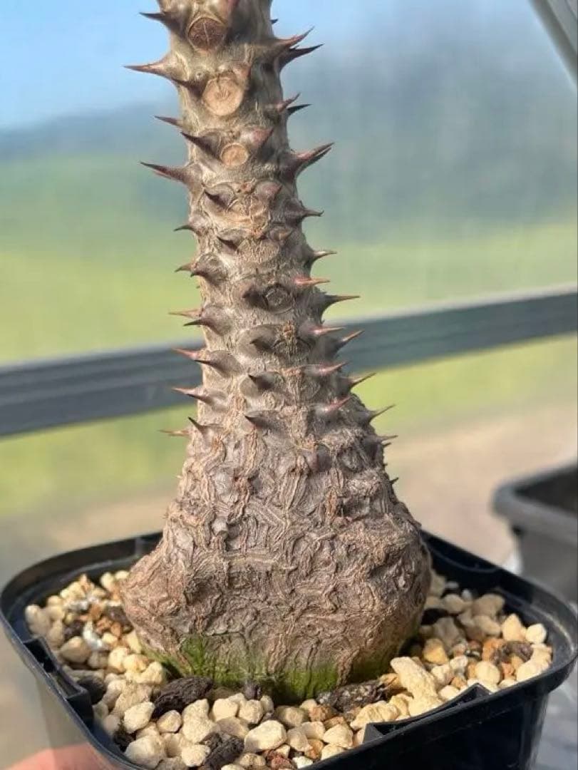 【自家栽培・実生】パキポディウム ウィンゾリー