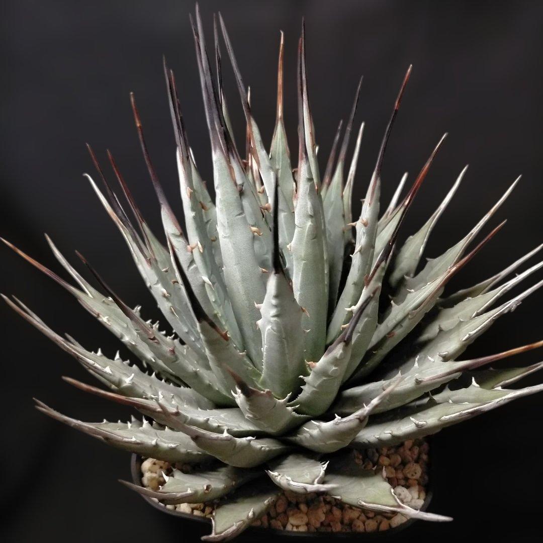 アガベ ユタエンシス ネバデンシス 根鉢 中株 エボリスピナ カイバベンシス