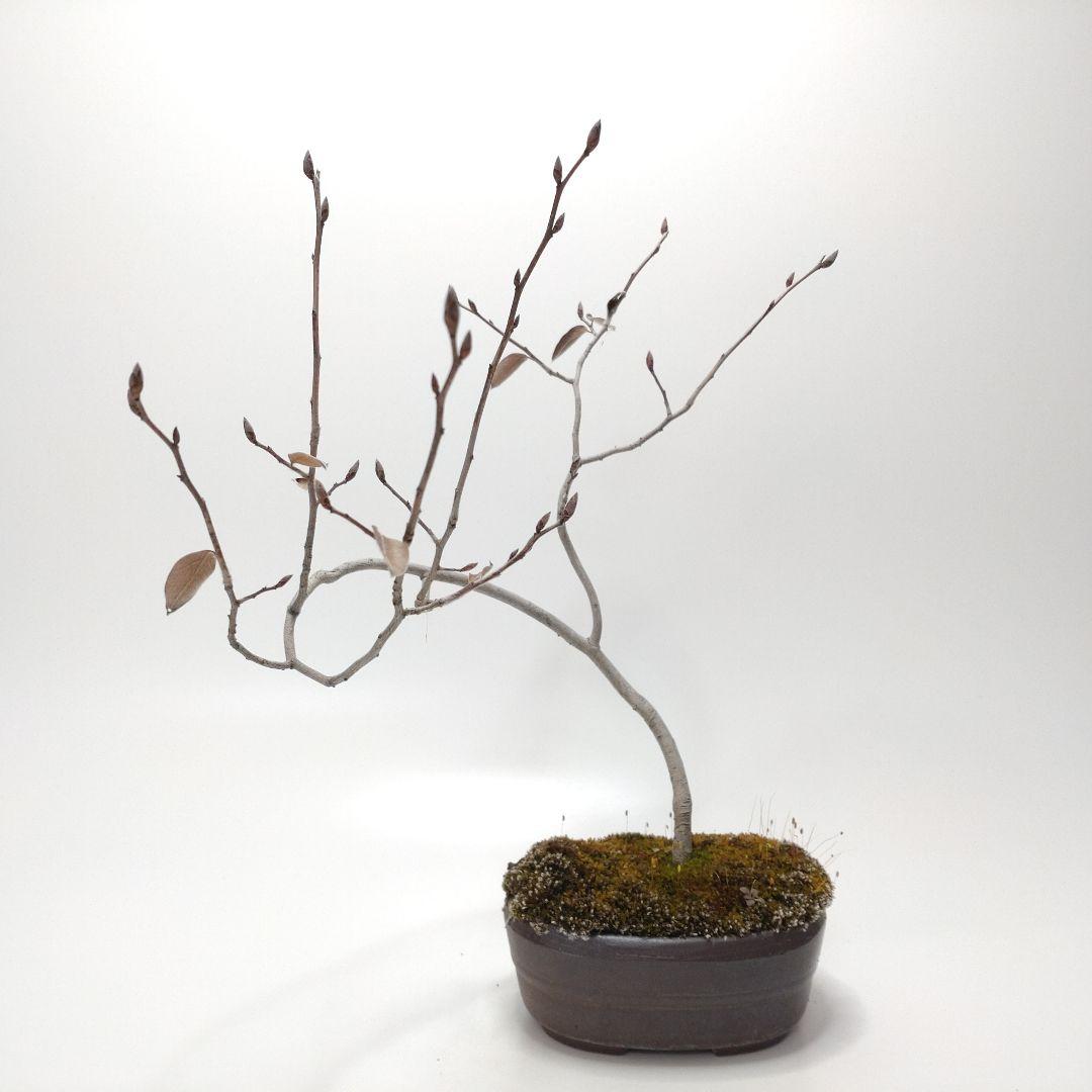 寒樹ヤマコウバシ盆栽 SS016