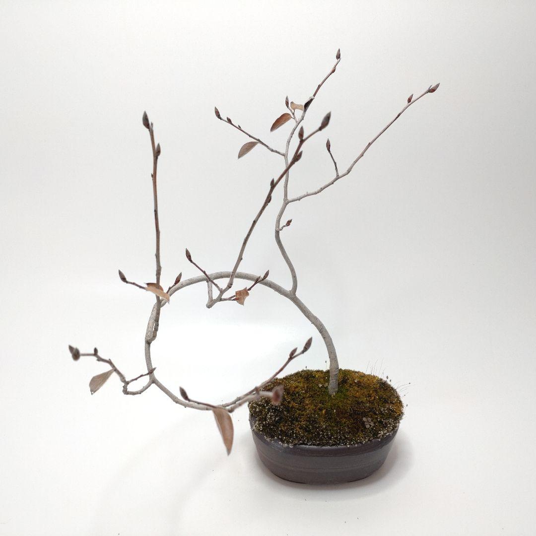 寒樹ヤマコウバシ盆栽 SS016
