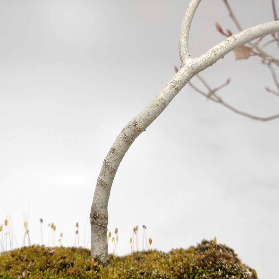 寒樹ヤマコウバシ盆栽 SS016