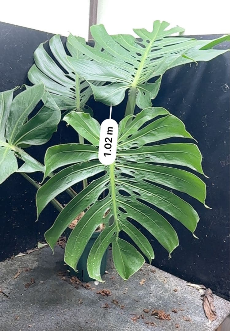 Remnモンステラデリシオーサマクロコズム超希少系統鉢植え102㎝