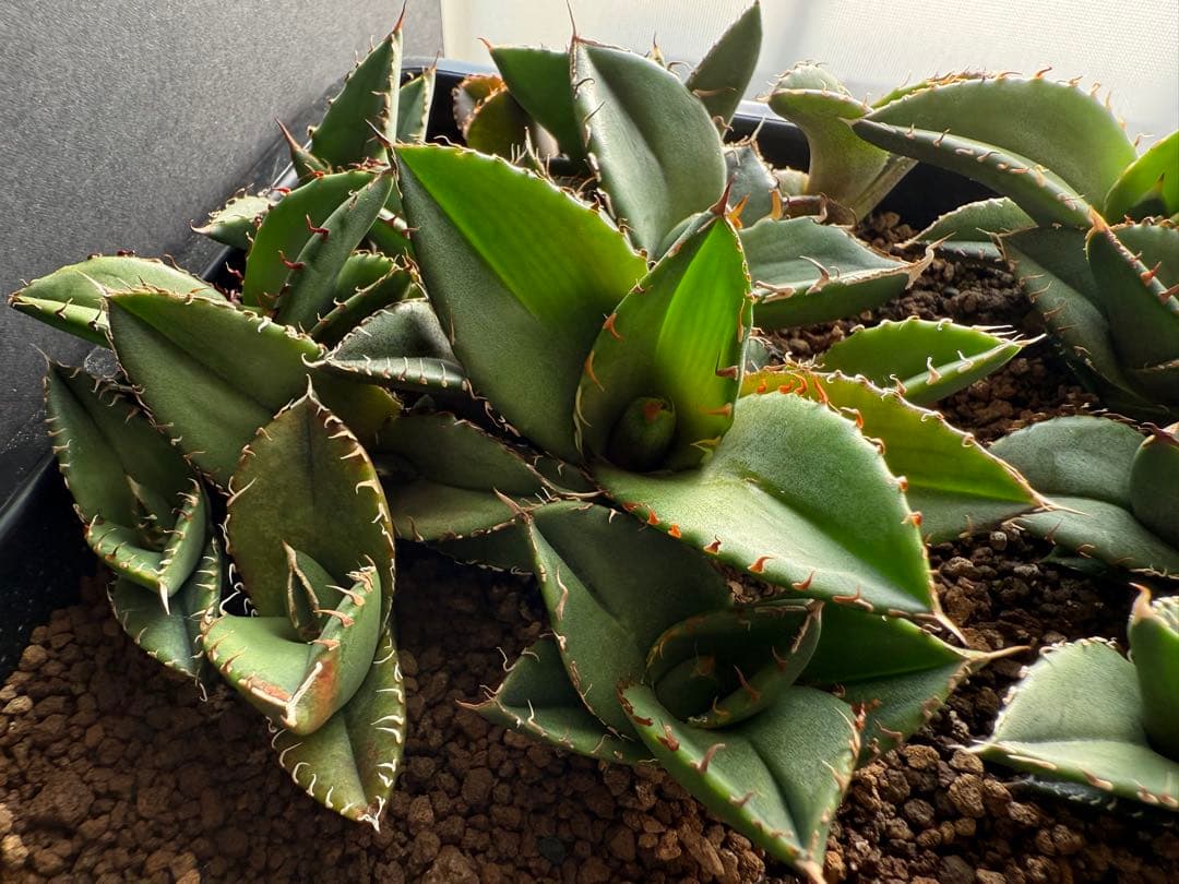 40株セット！　アガベ オテロイ　実生株