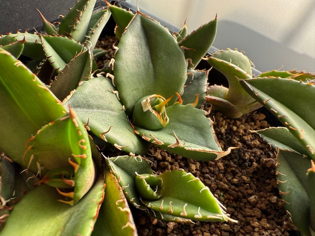 40株セット！　アガベ オテロイ　実生株