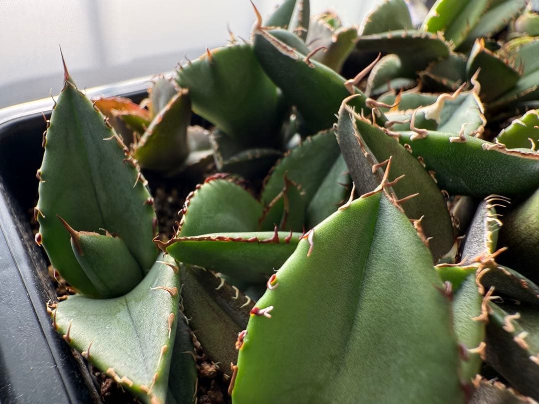 40株セット！　アガベ オテロイ　実生株