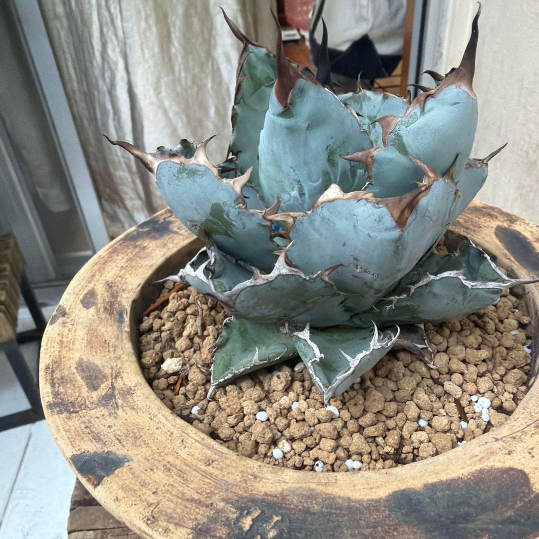 アガベ　ブラックアンドブルー