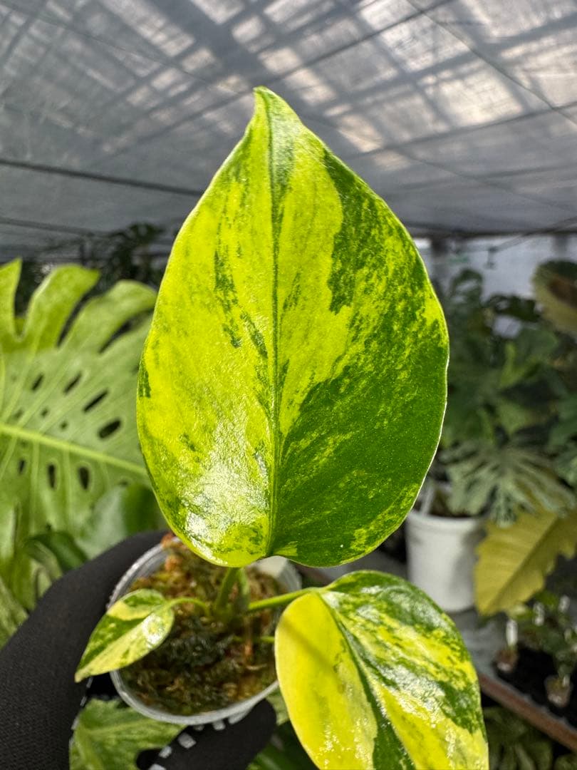 8モンステラ　イエローマリリン　黄斑入り　ネコポス