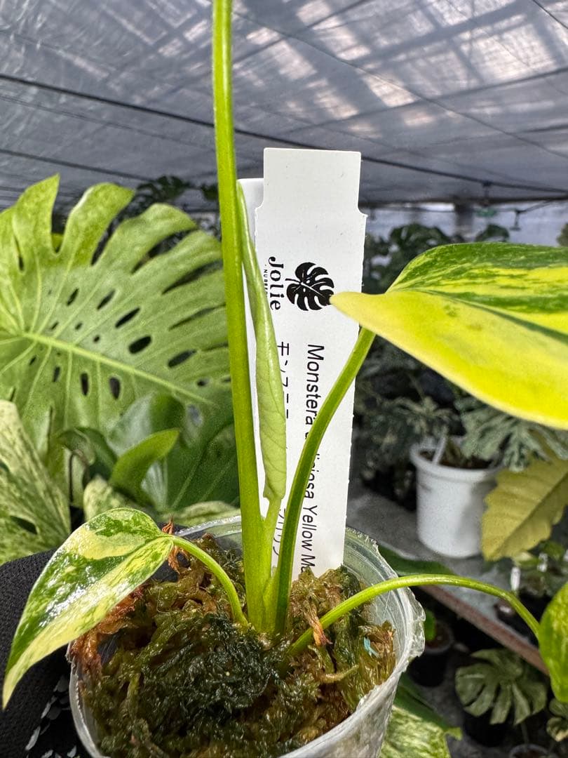 8モンステラ　イエローマリリン　黄斑入り　ネコポス
