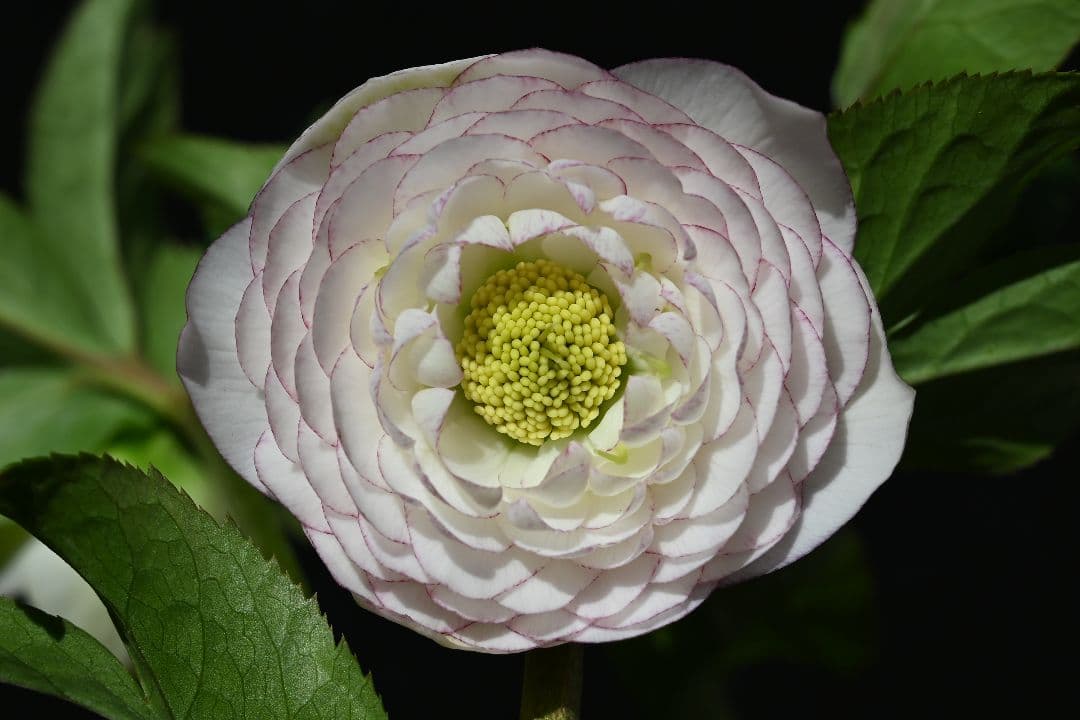 クリスマスローズ　認定ホワイトアフロディーテ　加藤農園