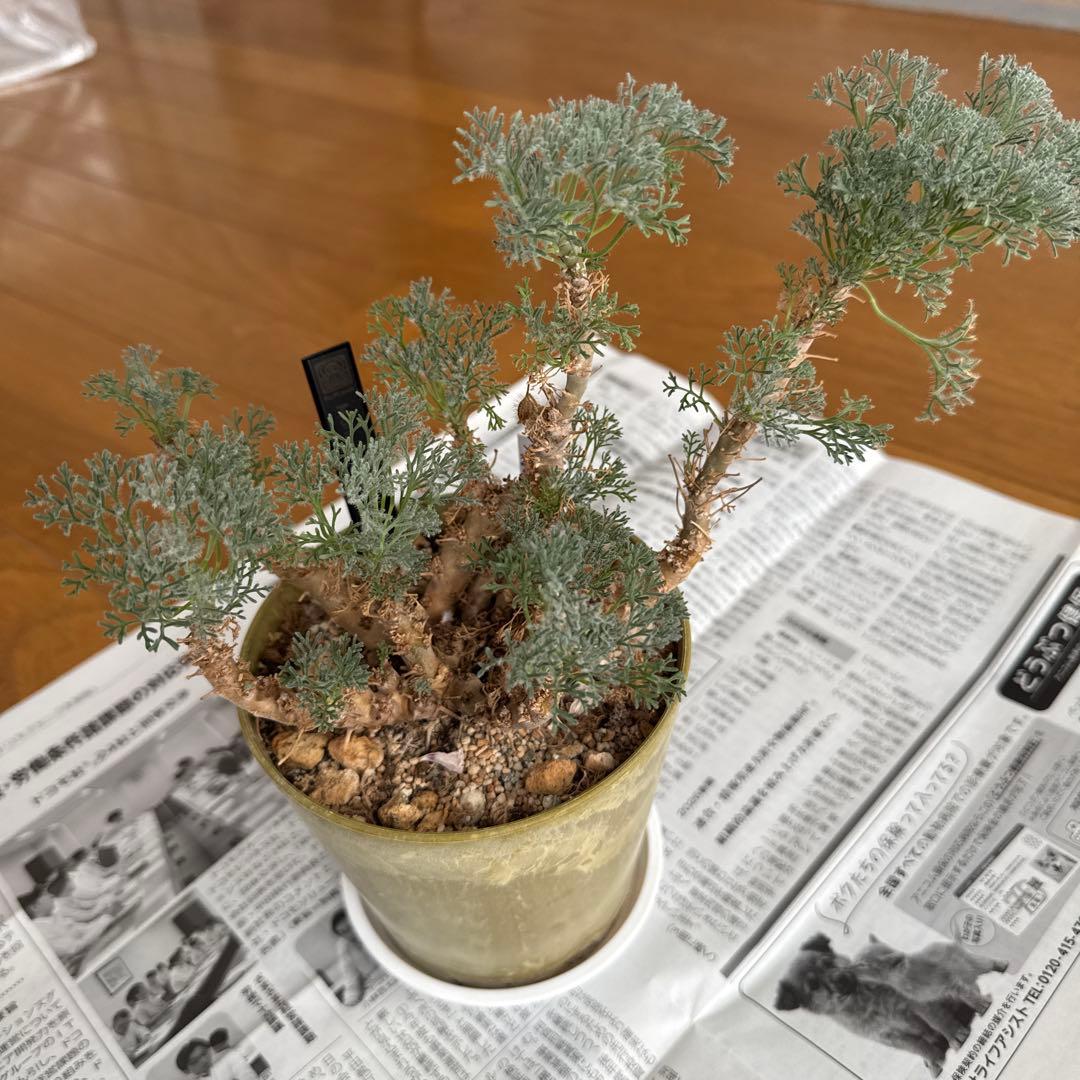 モンソニア　ムルチフィダ　実生株