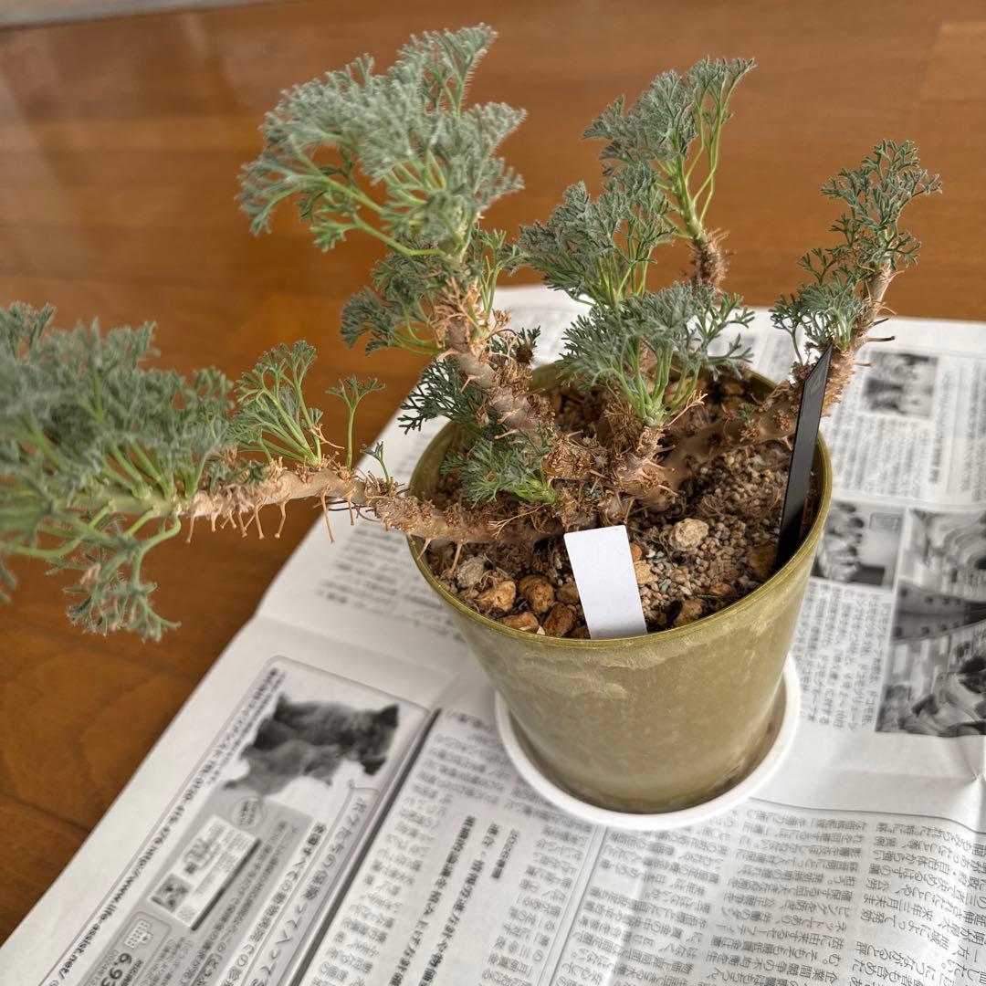 モンソニア　ムルチフィダ　実生株