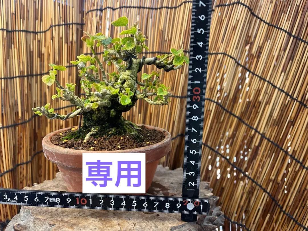 ✨✨✨オキナワオオハマボウ【◎良品素材】検/ユウナハート葉♪happyセール♪