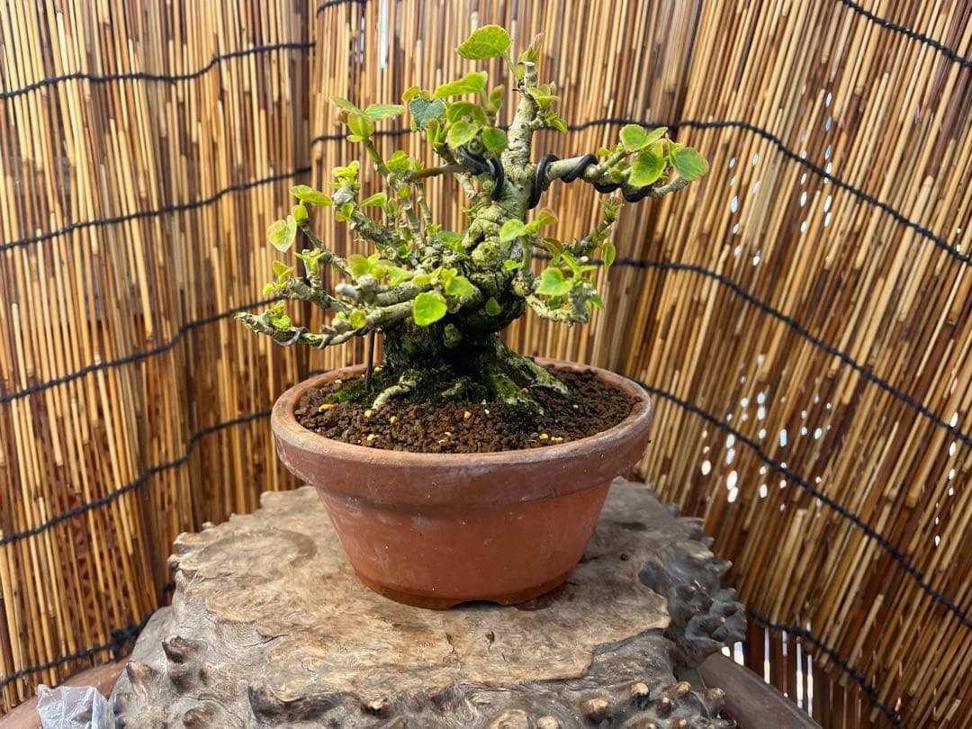 ✨✨✨オキナワオオハマボウ【◎良品素材】検/ユウナハート葉♪happyセール♪