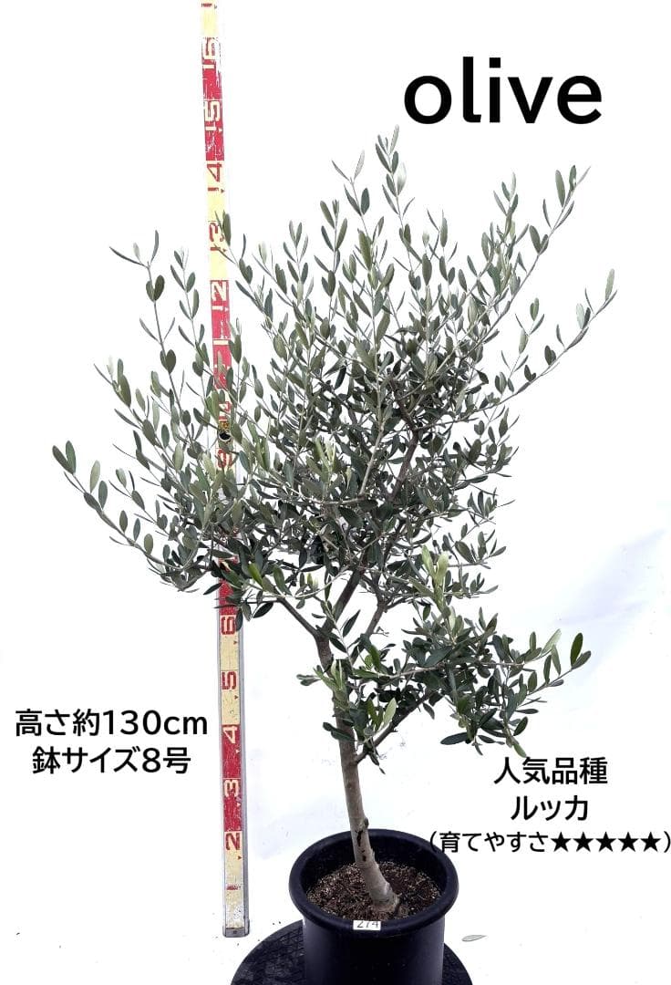 オリーブの木　ルッカ　8号　約130cm　K-274　人気品種　現品掲載