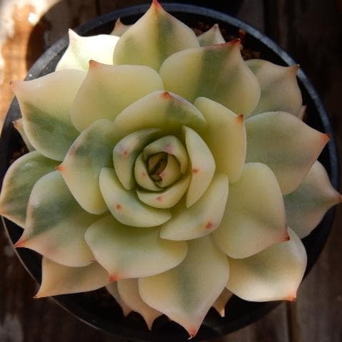 ピンクチップ錦♥マジョリカ♥　多肉植物　エケベリア