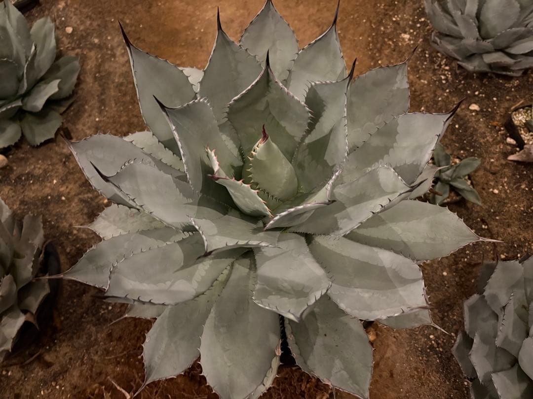 よ*あ様 【超超希少/特大47センチ/✴︎300円スタート✴︎】姫吉祥天　パリー