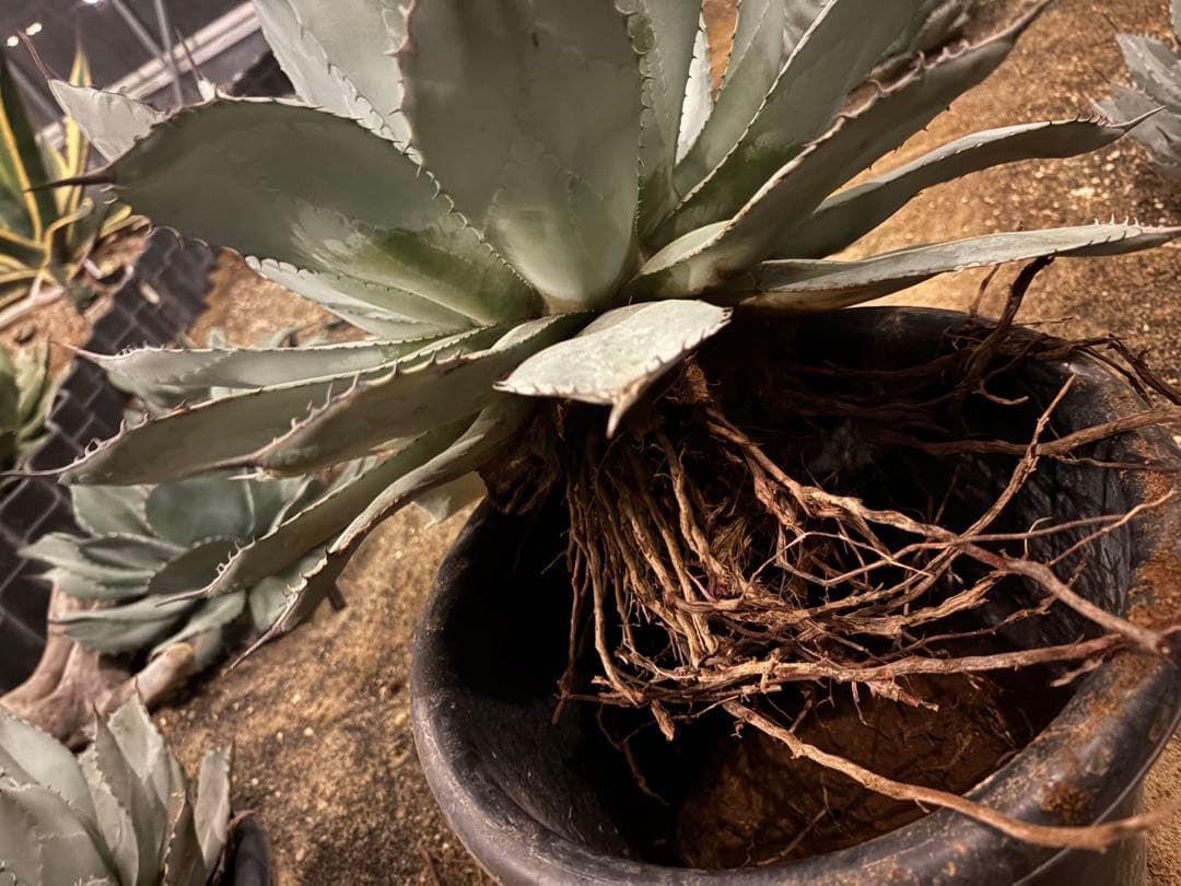 よ*あ様 【超超希少/特大47センチ/✴︎300円スタート✴︎】姫吉祥天　パリー