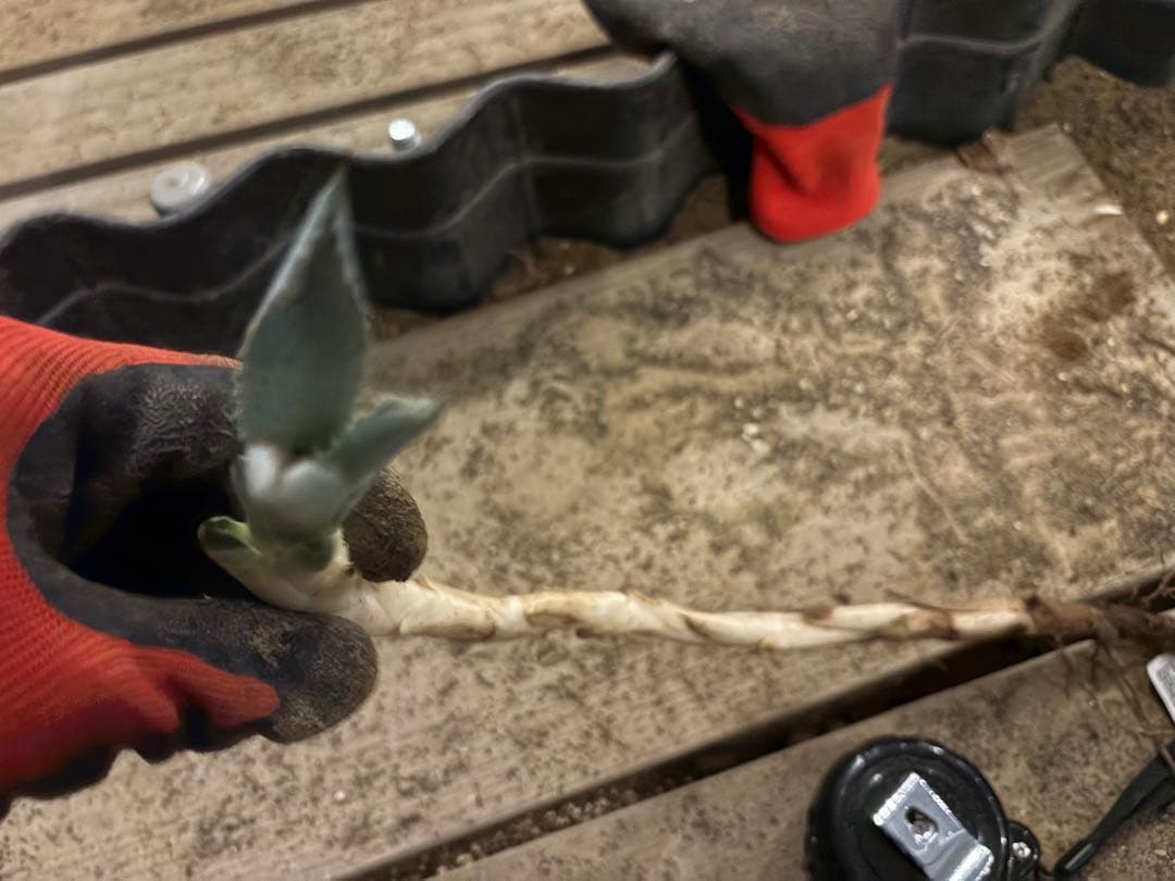 よ*あ様 【超超希少/特大47センチ/✴︎300円スタート✴︎】姫吉祥天　パリー