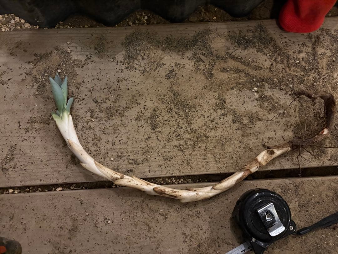 よ*あ様 【超超希少/特大47センチ/✴︎300円スタート✴︎】姫吉祥天　パリー