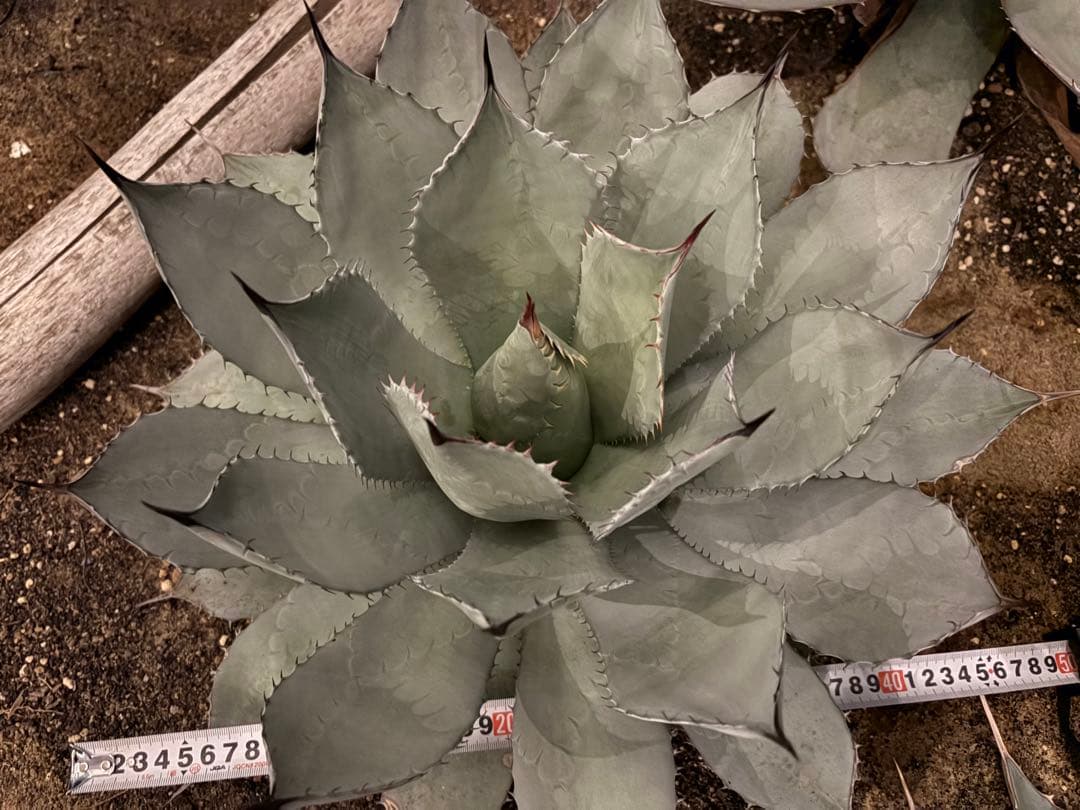 よ*あ様 【超超希少/特大47センチ/✴︎300円スタート✴︎】姫吉祥天　パリー