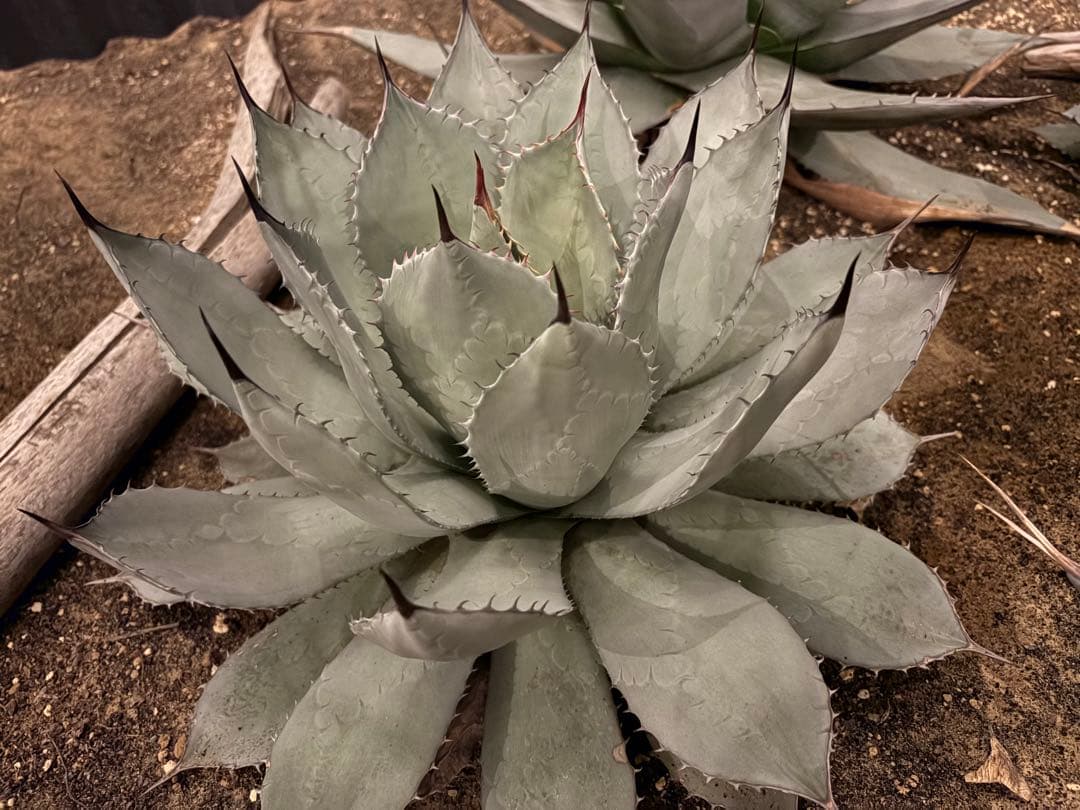 よ*あ様 【超超希少/特大47センチ/✴︎300円スタート✴︎】姫吉祥天　パリー