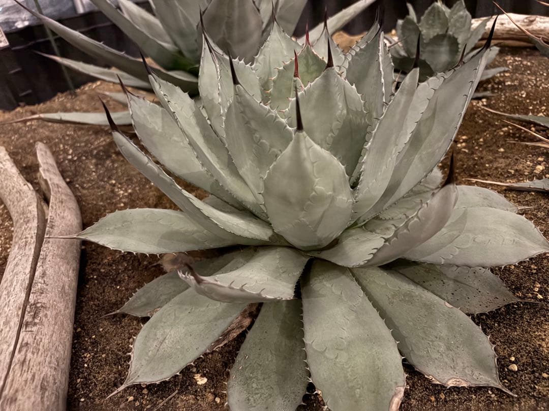 よ*あ様 【超超希少/特大47センチ/✴︎300円スタート✴︎】姫吉祥天　パリー